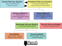 The peripheral nervous system (pns) concerns all the nervous system outside the central nervous system and contains motor and sensory nerves which transmit information to and from the body and brain. Nervous System Autoregulation And Vbt Perch