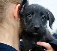 Adopt Risk On Petfinder Poodle Mix Breeds Rescue Puppies Poodle Mix