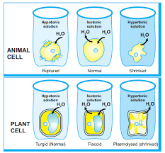 Hypertonic solutions can be dangerous for plants as they remove water from the cell that is necessary for the plant to stand upright. What Are The Effects Of Isotonic Solutions On Plant Cells Quora