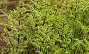 Image result for Cheilanthes quadripinnata