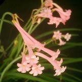 Image result for Cyrtanthus mackenii