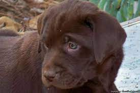 We did not find results for: Pin On Dogs