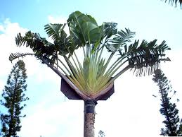 Image result for Brillantaisia madagascariensis