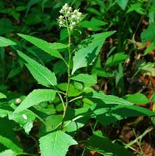 Image result for Aeollanthus suaveolens