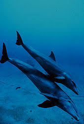 Bottlenose Dolphin Wikipedia