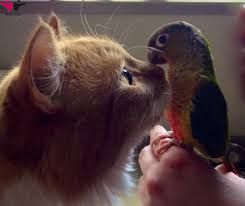 Kedi Ve Kus Cute Animals Animals Animals Friends