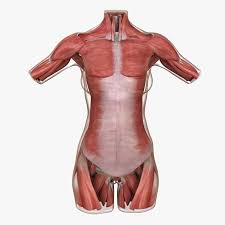The muscles of the human body can be categorized into a number of groups which include muscles relating to the head and neck, muscles of the torso or trunk, muscles of the upper limbs, and muscles of the lower limbs. 3d Model Muscle Anatomy Female Torso