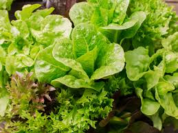 It was first transported with trucks filled with ice to keep it from wilting and hence it is called lettuce iceberg. Lettuce Plant Care Growing Guide