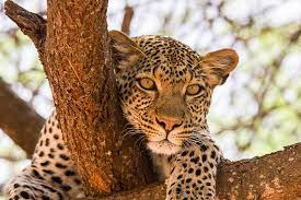 Hence, each country has its own official national animal, with some countries having more than one. Searching For East Africa S Most Elusive Animals Goway