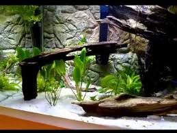 3d Thin Background Video Showing Nice Large Aquarium With Roots White Sand And Thin Beige 3d Background Inside Wall Aquarium Aquarium Aquarium Backgrounds