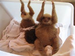 I'm gonna put my hands in the air put my hands in the air put your hands in the air ugh come on! I Put My Hands Up In The Air Sometimes Saying Ayyyooooo I M A Sloth Yo Sloths