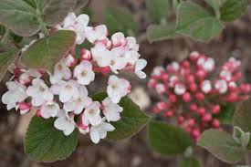 Heavy pruning should only be done at this time since you can easily destroy next year's flowers by removing old wood. How To Plant Grow And Use Viburnum In Your Garden Hgtv