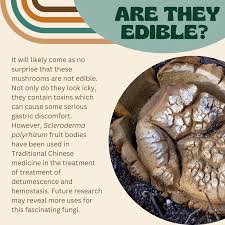 Image result for Scleroderma polyrhizon