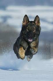 We did not find results for: Romping Through The Snow Flying Dog Dogs German Shepherd Dogs