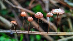 Image result for Marasmius siccus