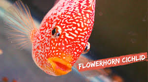 How To Raise The Bigheaded Flowerhorn Cichlid Fish Life Today