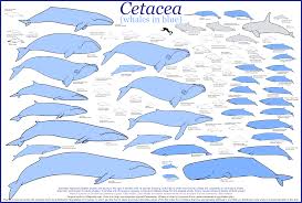 hd image detail for whale size comparison blue whale size