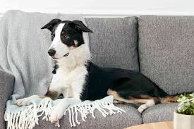 Say hello to henry, a fun loving border collie mix puppy ready to win your heart! 10 Best Dog Breeds For Runners