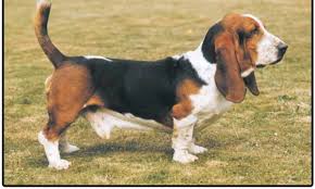 We have a waiting list. Basset Hound Puppies And Dogs For Sale Jelena Dogshows
