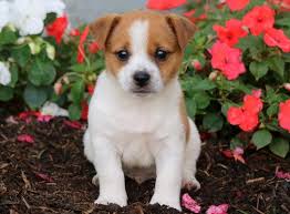 We did not find results for: Jack Russell Mix Puppies For Sale Puppy Adoption Keystone Puppies