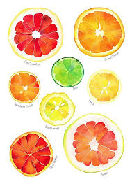 Citrus Painting Wall Art Print Watercolor Orange Lemon Pink Grapefruit Mandarin Lime Pomelo Fruit Botanical Co Aquarell Aquarellmalerei Aquarelllmalerei