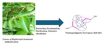 Image result for Rhaphiostylis