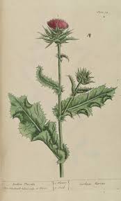Pin On Herb Illustrations Medicinal Plants And Spice Illustrations
