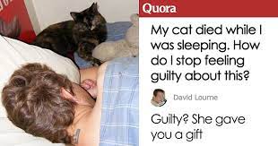 Check spelling or type a new query. Someone Asks How They Can Stop Feeling Guilty After Their Cat Dies In Their Bedroom The Internet Delivers Bored Panda