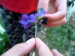 Image result for Pseudobersama