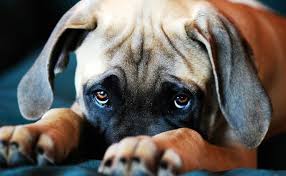 Pin On Puppy Love