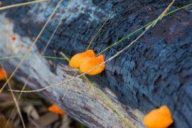 Image result for Justicia nyassana