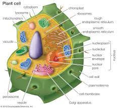 Maybe you would like to learn more about one of these? 3 3 Plant Cells Year 8 Science