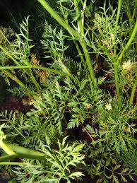 Image result for Agrocharis pedunculata