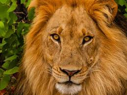 (1) nos complace informar que ya se puede ver la pelãcula los leones de forma online, esperamos que haya sido de tu agrado y que la hayas podido ver con facilidad. Free Online Los Leones Hdrip Dvd5 Full Length Amazon Hd 720p Gobuneru S Ownd