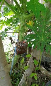 Tanaman betik betik | cara menanam dan tips penjagaan #betik #tanamanbetik. Ini Cara Tut Pokok Betik Untuk Dapatkan Hasil Buah Yang Banyak Impiana