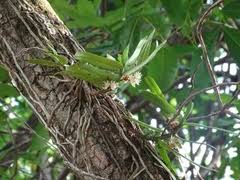 Image result for Calyptrochilum
