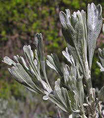 Image result for Polystachya tridentata