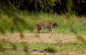 __ hacer dibujos y crear programas multimedia __ comunicar información e ideas de forma visual y atractiva. Peru Tras Las Huellas Del Gato De Pajonal O Gato Del Desierto
