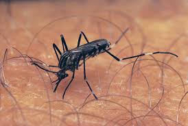 Check spelling or type a new query. Aedes Description Life Cycle Disease Transmission Britannica