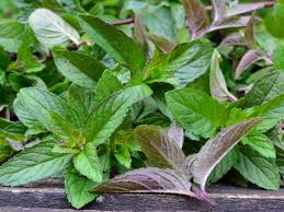 Image result for Mentha aquatica