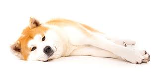 Shiba inu is the new crypto token looking to take steam out of doge. Shiba Inu Price How Much Do They Cost Why