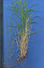 Image result for Sporobolus festivus