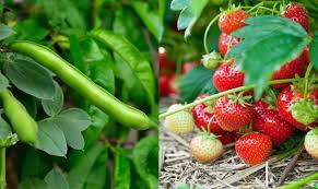 25' 0 x 29' 11 garden location: 17 Easiest Fruits Vegetables Any Gardener Can Grow