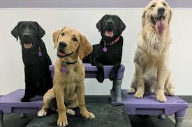 San diego golden retriever puppies will be listed for different prices online depending on a number of things like coat color, pedigree, breeder experience what if that are no golden retriever for sale san diego nearby? Puppy Lands In San Antonio Paws For Purple Hearts