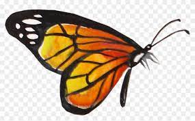 All the best watercolor monarch butterfly 37+ collected on this page. Monarch Butterfly Watercolor Monarch Butterfly Watercolor Background Hd Png Download 1611x923 5538548 Pngfind