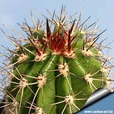 A christmas cactus is one of my very favorite holiday latin names are wonderful for ensuring that there is clarity so that the plants can be properly cared for. Pachycereus Pecten Aboriginum