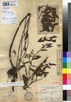 Image result for Aeollanthus pubescens