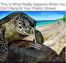 Pin By Sister Lucoa On Memes Animal Planet Turtles Funny Turtle Meme