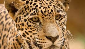 Check spelling or type a new query. Jaguar Big Cat Facts Information Pictures