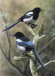 Get it as soon as mon, jun 21. Magpies Tumblr Pet Birds Beautiful Birds Animals